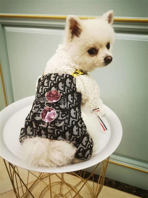 chien dior|Dior pet dog.